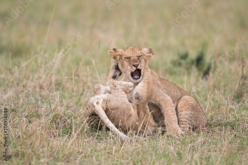 Two lion cubs playing