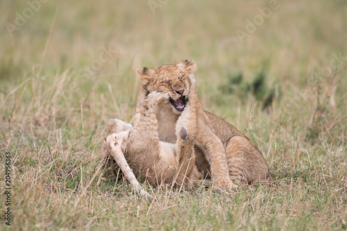 Fototapeta Naklejka Na Ścianę i Meble -  Two lion cubs playing