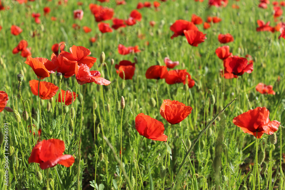  champ de coquelicots au printemps en france