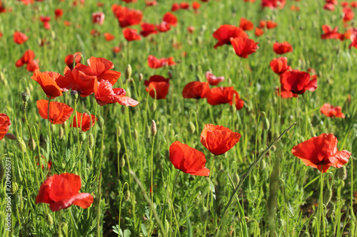  champ de coquelicots au printemps en france