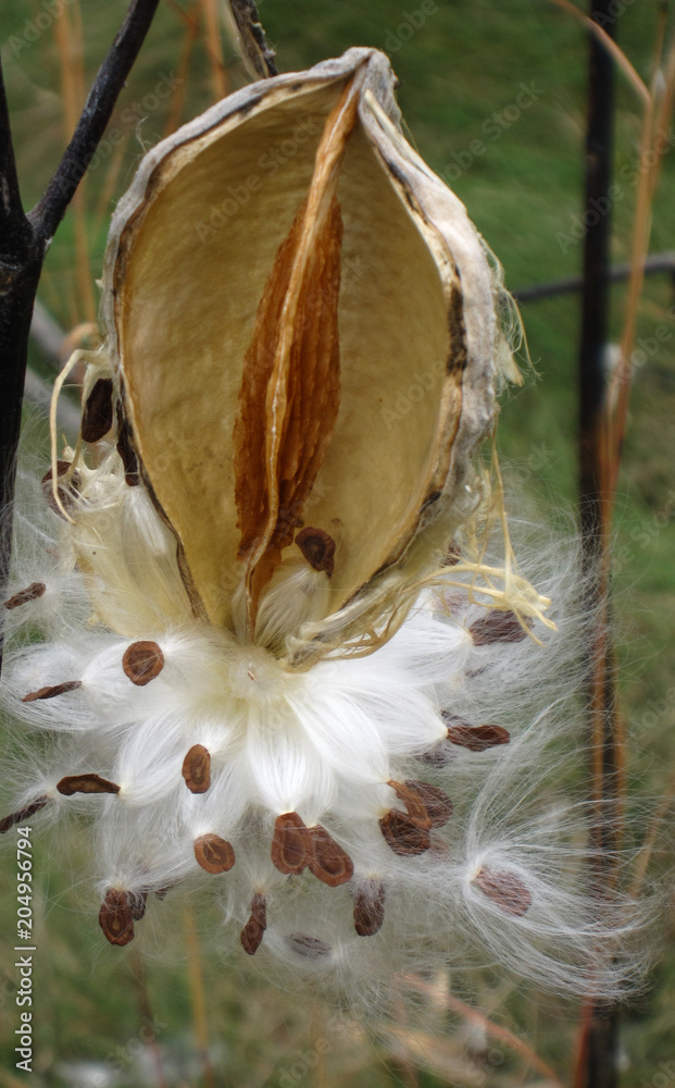 Fototapeta premium open milkweed pod with fluffy white seeds spilling out