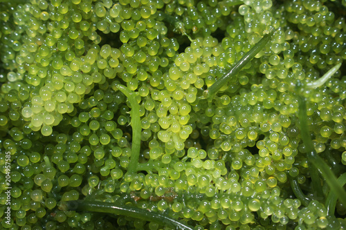 Caulerpa lentillifera food from the sea photo