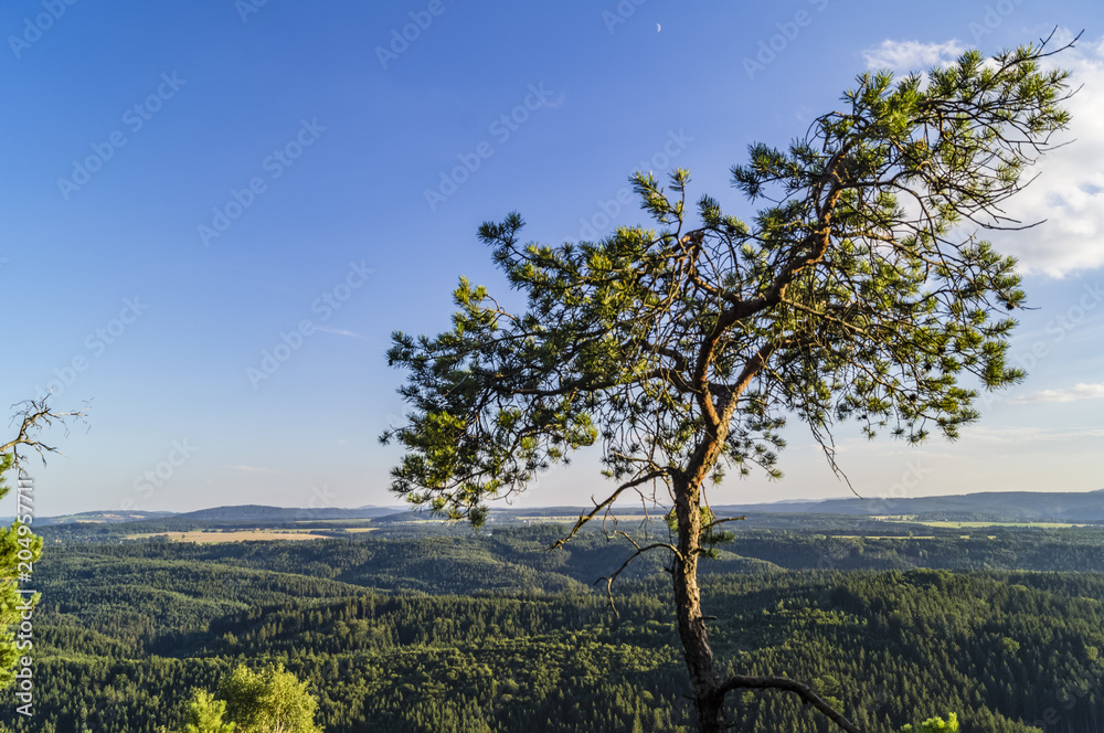 Fototapeta premium tree on rock