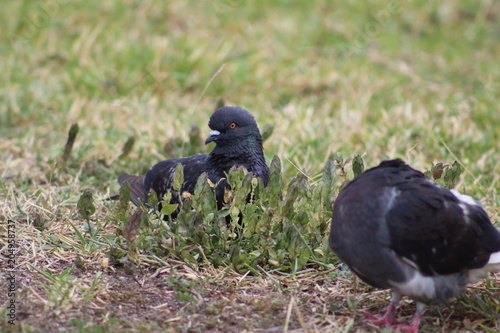 Unas cuantas palomas en el jardin photo