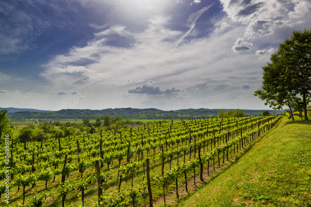 Vineyard in Vipava valley, Slovenia