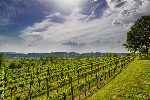 Vineyard in Vipava valley, Slovenia