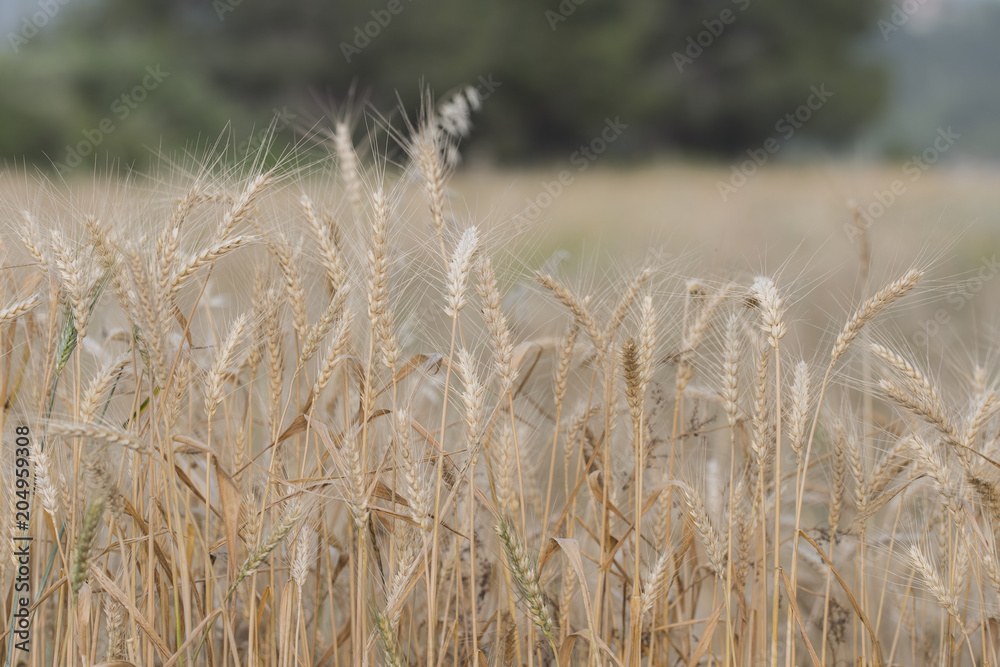 Fototapeta premium Dry Wheats Macro Photo