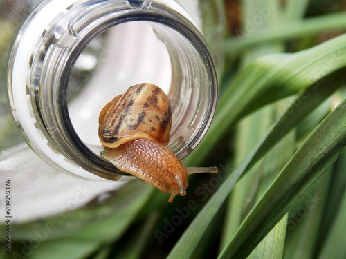 snail in a plastic bottle