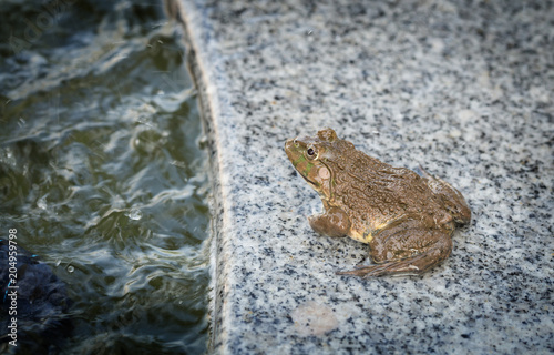 Toad sit beside small water pond in the city on a raining day