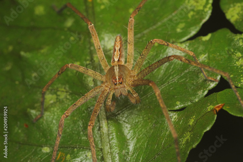 Funnel Spider Macro