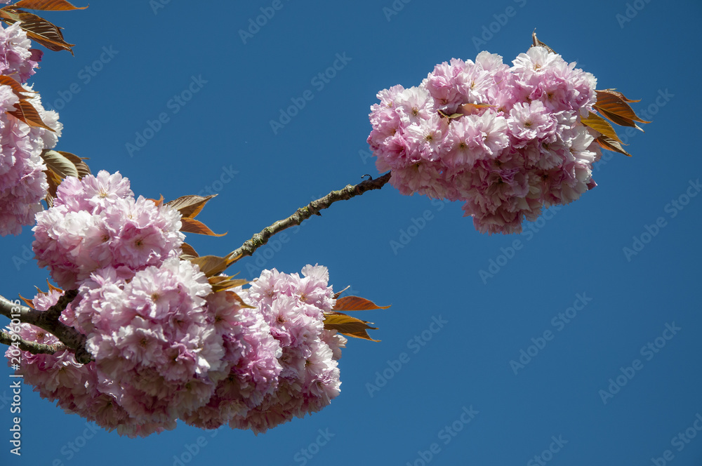 Frühling in Kiel - Botanischer Garten Mai 2018 Frühling in Kiel - Botanischer Garten Mai 2018