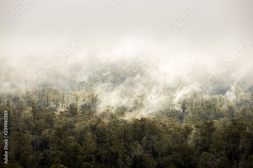 Cloud rises from forest along the Gordon River Road, Tasmania, Australia