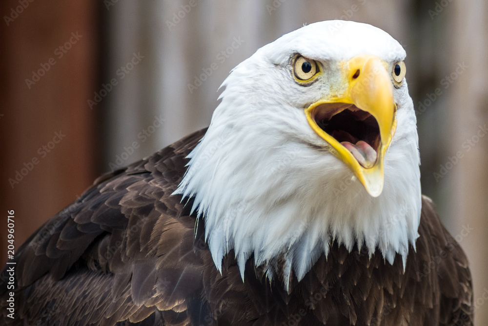 Obraz premium Bald Eagle Screeching, Calling, Profile Face