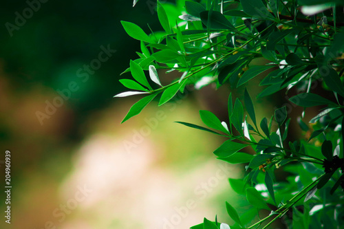 Feuilles