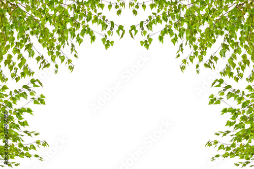 Frame of birch twigs with leaves on a white background. 