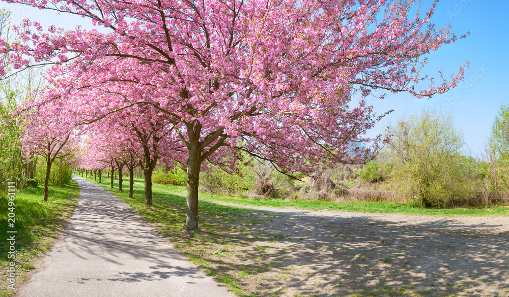 Obraz premium Alley of blossoming cherry trees called