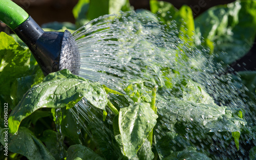 Gartenarbeit, gießen von Spinatpflanzen