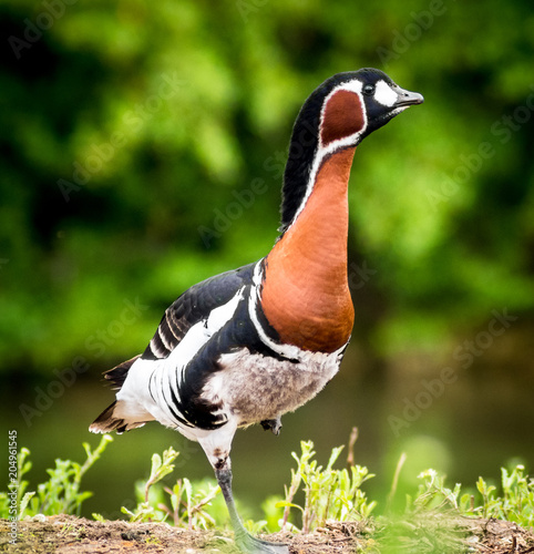 Red Breasted Goose Quacking, Craning Neck