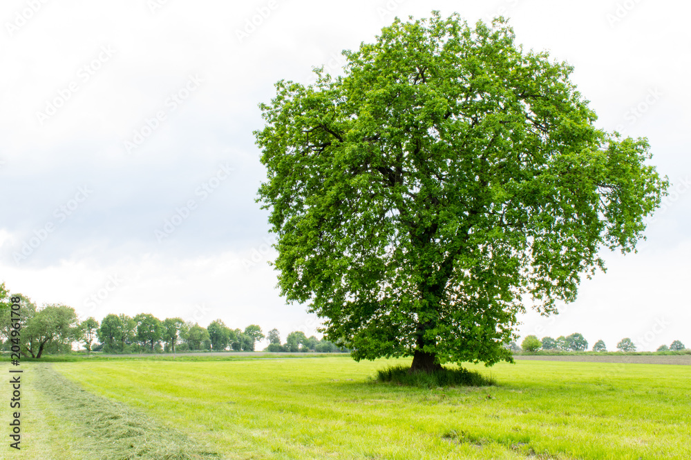 Fototapeta premium Single big tree in meadow in spring.