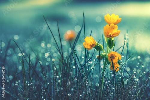 Fototapeta Naklejka Na Ścianę i Meble -  Beautiful yellow daisy in the morning dew. Shallow depth of field