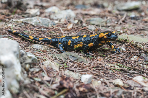 Salamandra plamista