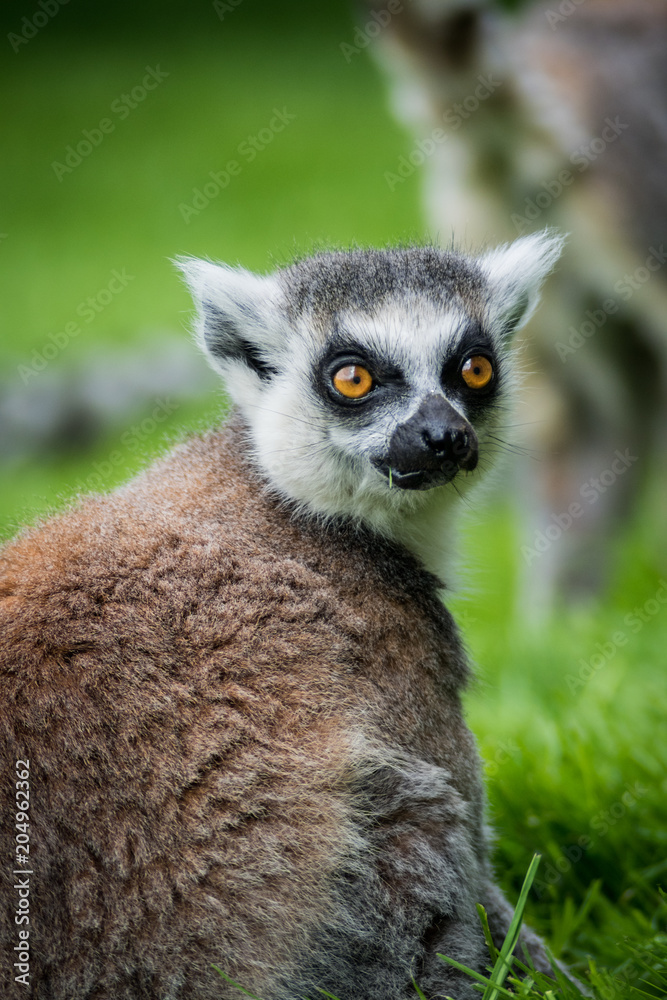 Lemur Portrait, Looking Towards Camera, Close Up Face