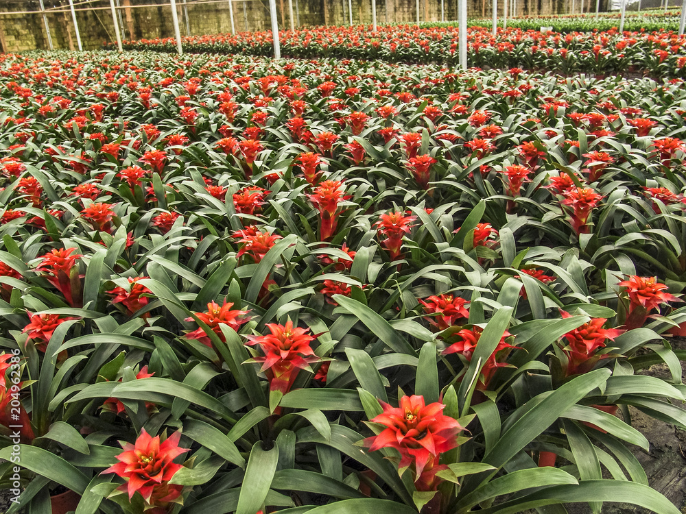 Bromeliad red flower in Greenhouse