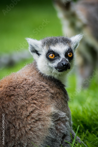 Lemur Portrait, Looking Towards Camera, Close Up Face