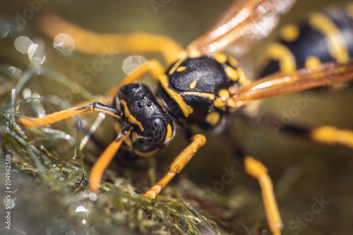 Nahaufnahme einer Wespe - Vespula vulgaris © Markus