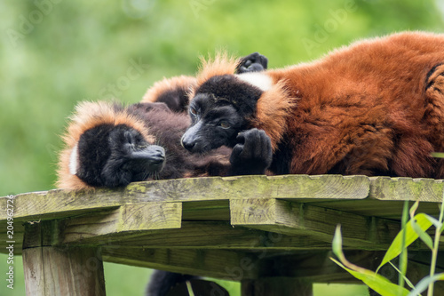 Two Red Ruffed Lemurs grooming one another