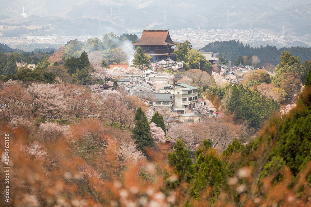 Mount Yoshino cherry blossom trees, Japan