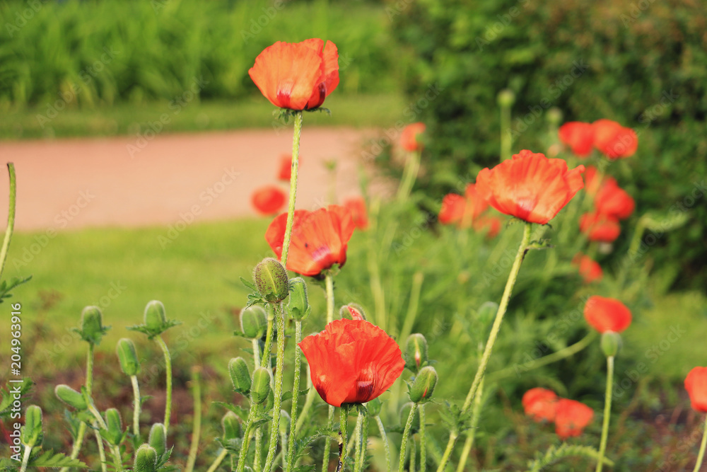 Fototapeta premium poppies on the lawn