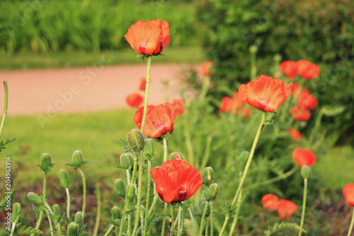 poppies on the lawn
