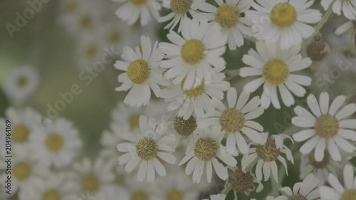 Bee & Argyranthemum Frutescens  