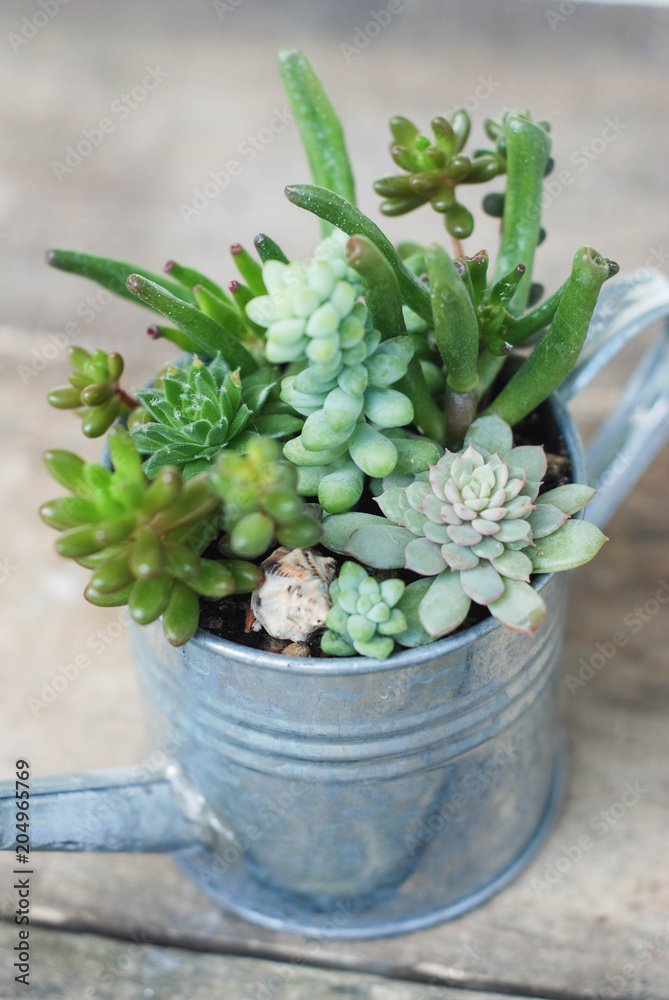 Decorative Watering Can Succulent Flowers in Pot Plants in Garden. rustic wooden board. Decorative Watering Can Succulent Flowers in Pot Plants in Garden. rustic wooden board.