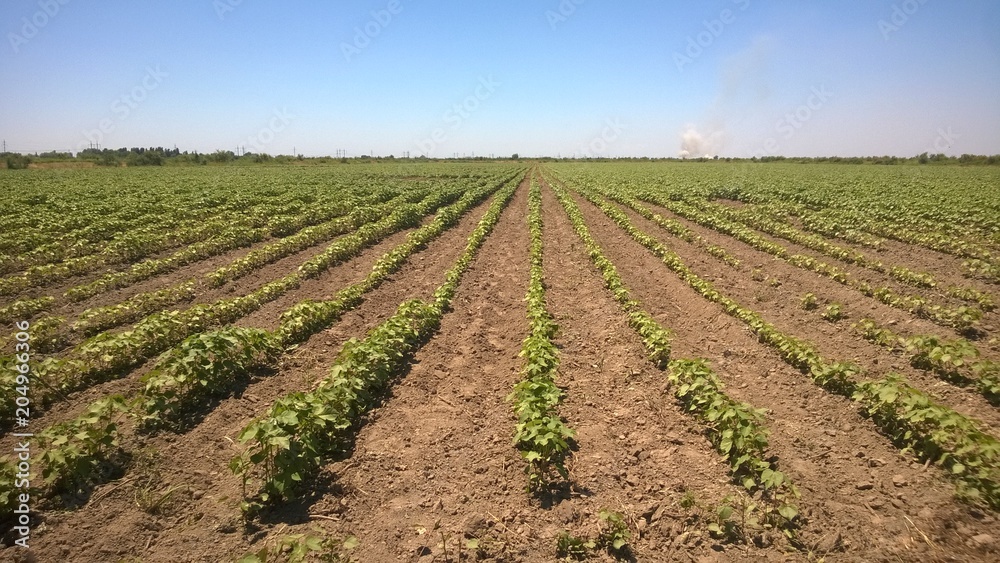 cotton field