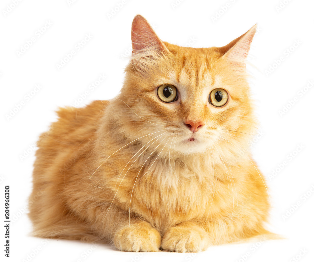 Long-haired red-haired cat looking ahead with orange eyes Long-haired red-haired cat looking ahead with orange eyes