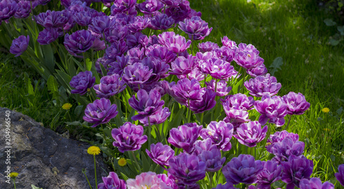 Fototapeta Naklejka Na Ścianę i Meble -  Beautiful purple lilac flowers outdoors.