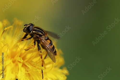 Obraz na plátně Hoverfly