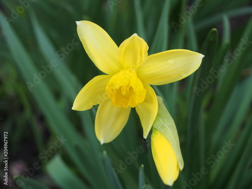 Fototapeta Naklejka Na Ścianę i Meble -  Yellow petals of a Bud of a daffodil. Full-blown flower in the garden.