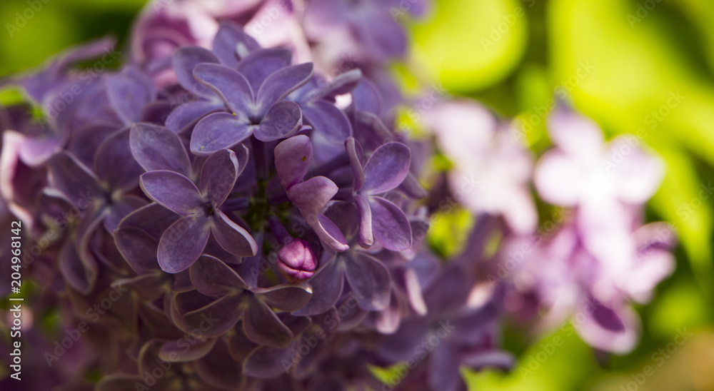 Macro image of spring lilac violet flowers, abstract soft floral background Macro image of spring lilac violet flowers, abstract soft floral background