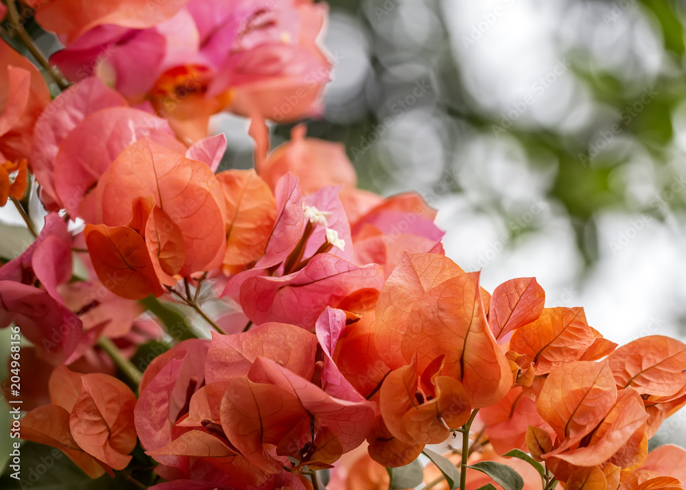 Bougainvillea orange bunch of flower close up with bokeh in background Bougainvillea orange bunch of flower close up with bokeh in background
