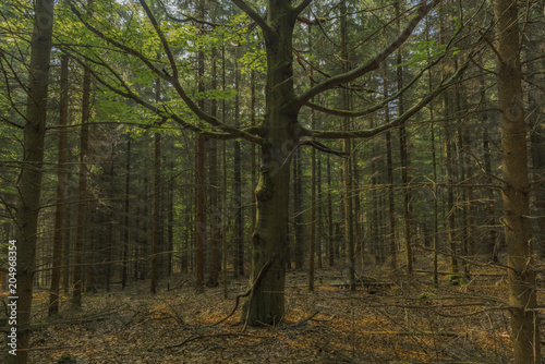 Young tree in nice forest in west Bohemia near As town