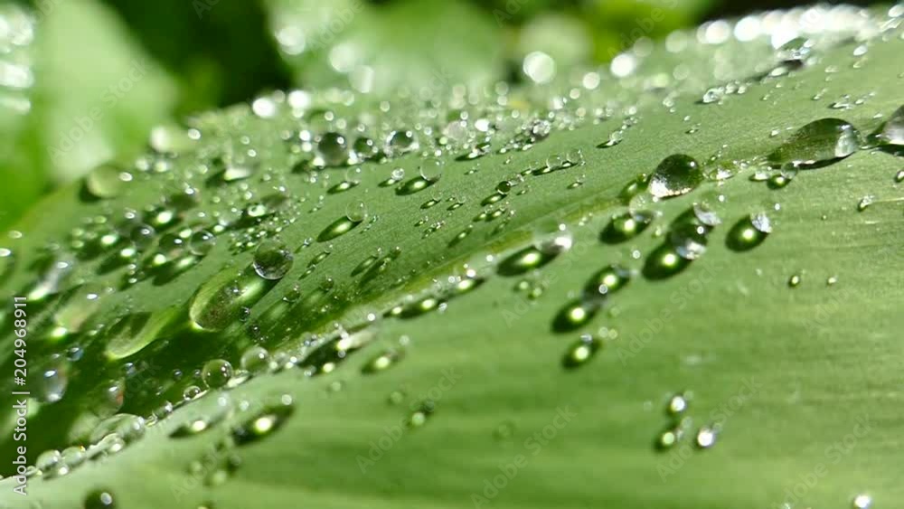 Drops of morning dew lie on the green leaves of the plant. Drops of water roll down from foxes and beautifully sparkle in the sun. Drops of morning dew lie on the green leaves of the plant. Drops of water roll down from foxes and beautifully sparkle in the sun.