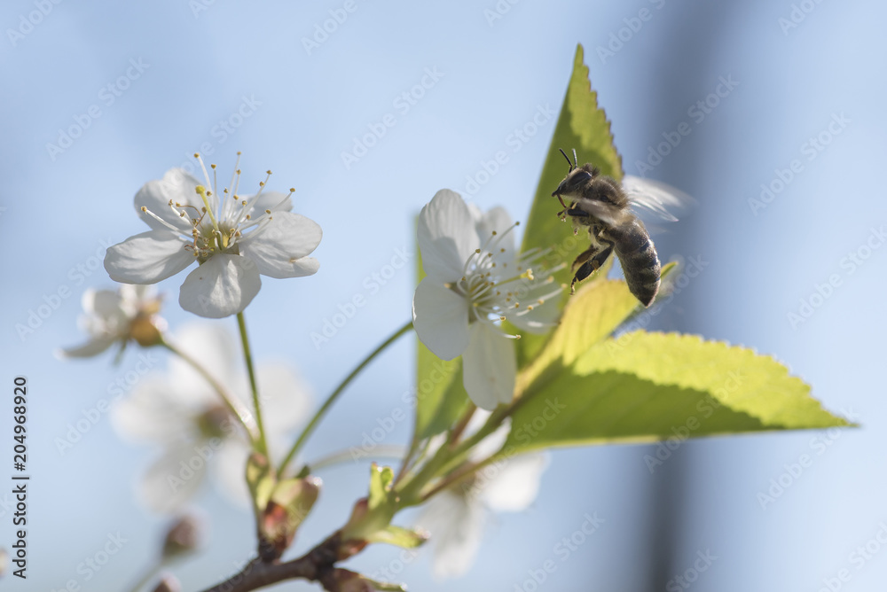 A bee on a cherry blossom. Collects nectar, pollination.