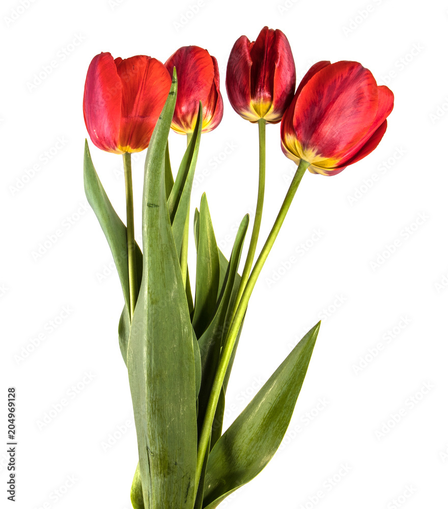 bouquet of garden red tulips. Isolated on white background bouquet of garden red tulips. Isolated on white background