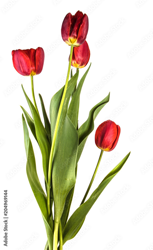 bouquet of garden red tulips. Isolated on white background bouquet of garden red tulips. Isolated on white background