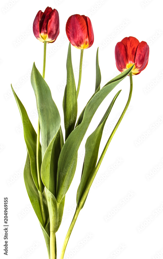 Obraz premium bouquet of garden red tulips. Isolated on white background