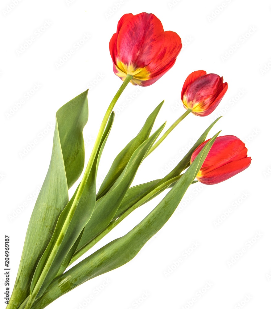 bouquet of garden red tulips. Isolated on white background bouquet of garden red tulips. Isolated on white background