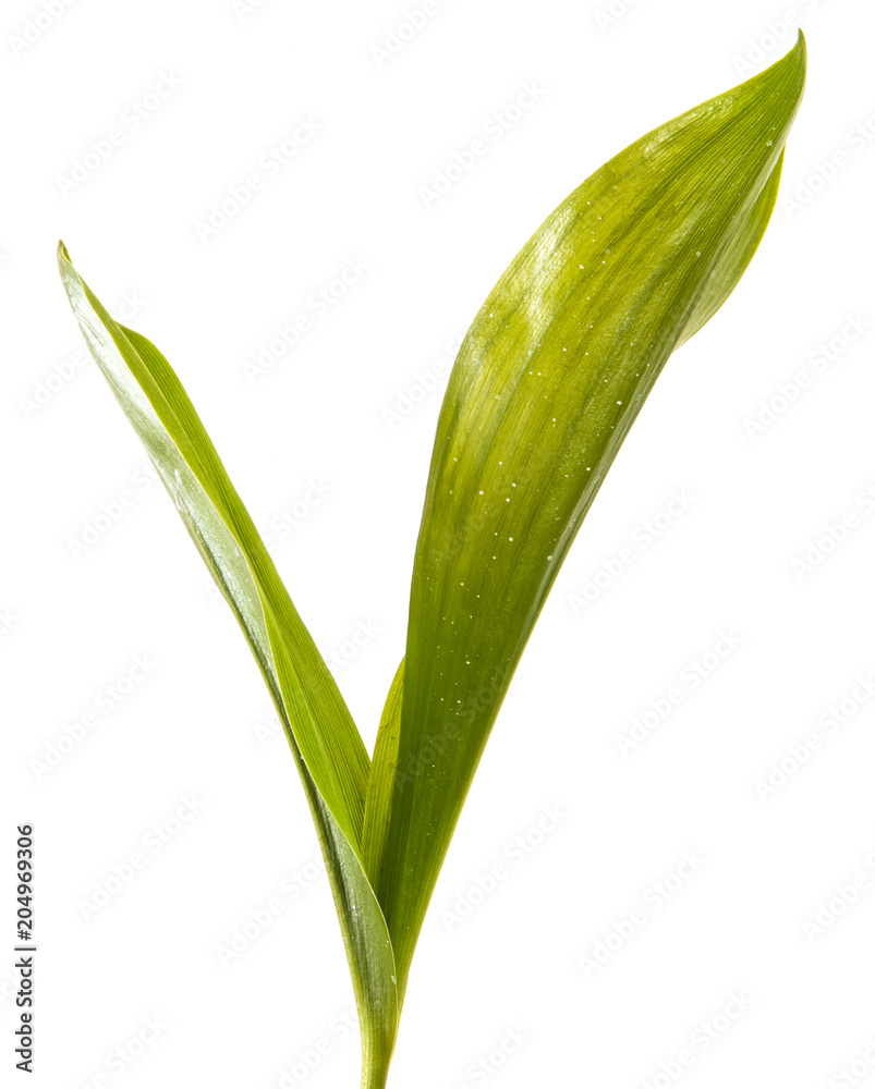 green leaf lily of the valley flower. Isolated on white background green leaf lily of the valley flower. Isolated on white background